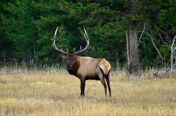 huge bull elk
