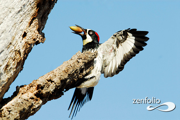 landing woodpecker 2