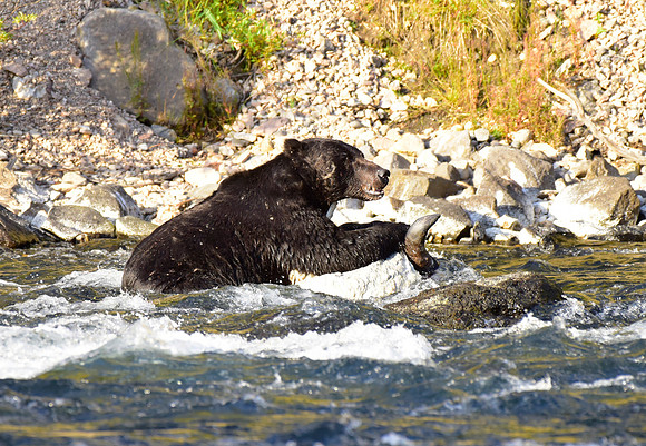 lehardey rapids grizzly (17)
