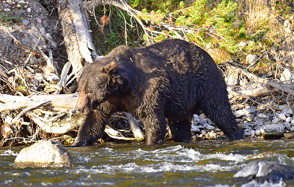 lehardey rapids grizzly (19)