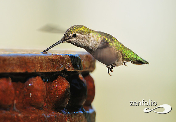 hummingbird