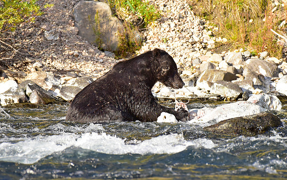 lehardey rapids grizzly (14)