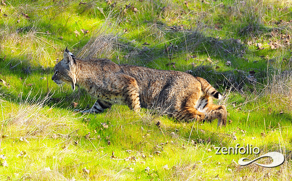 bobcat.