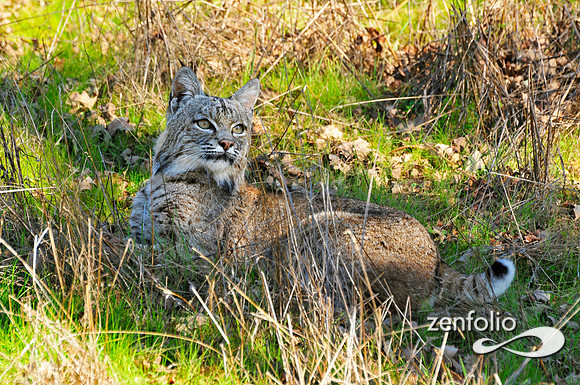 bobcat.