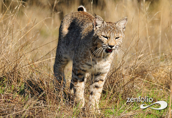 bobcat
