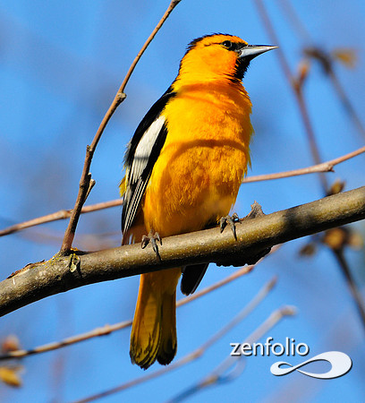 oriole
