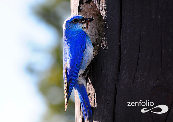 male bluebird feeding .
