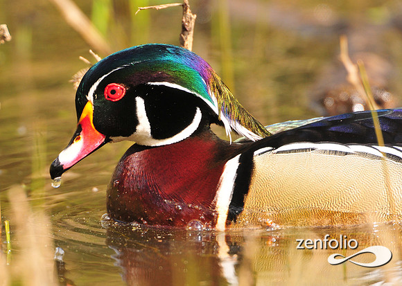 wood duck