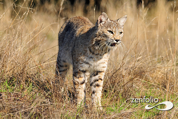bobcat