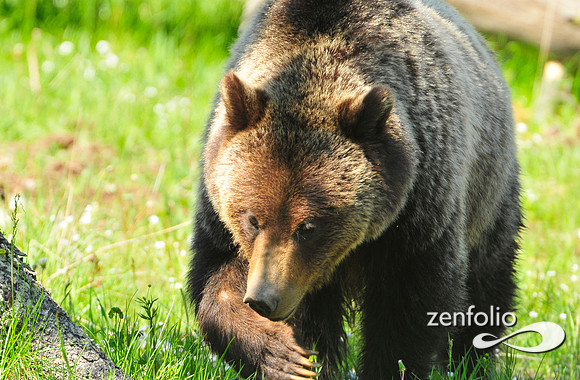 biscuit basin grizzly.