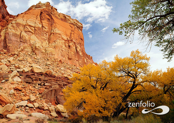 fall cottonwood