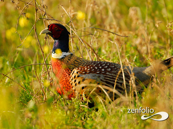 pheasant