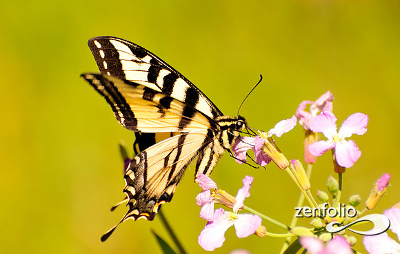 buttterfly