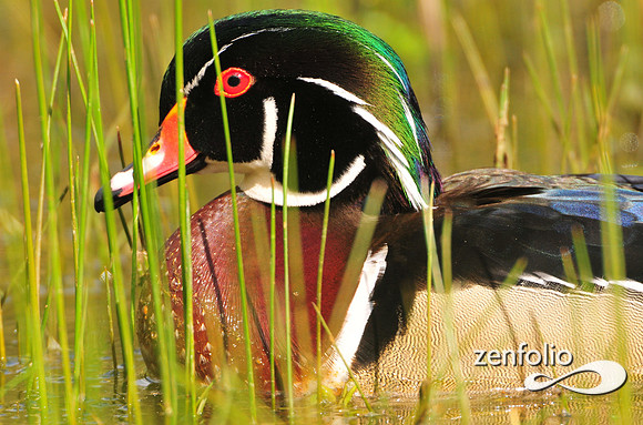 wood duck