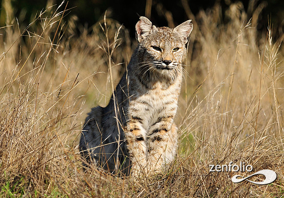 bobcat