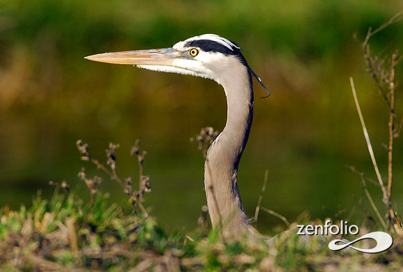 heron