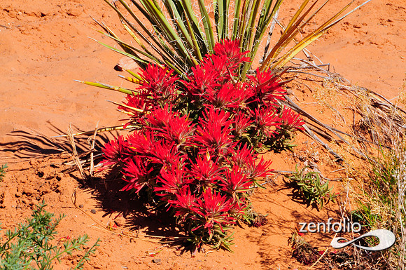 desert paintbrush.