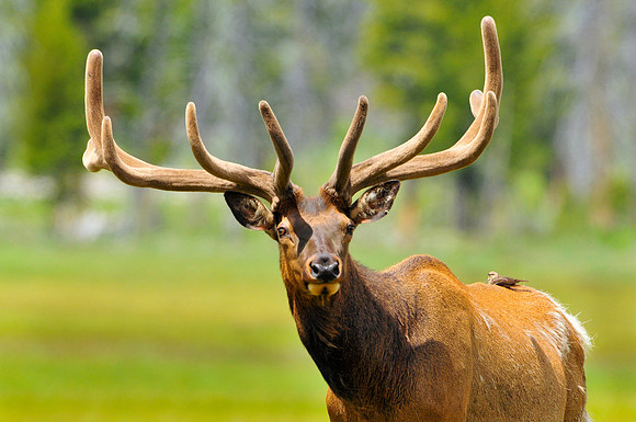 velvet bull elk.
