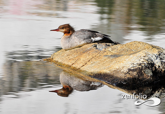 merganser.