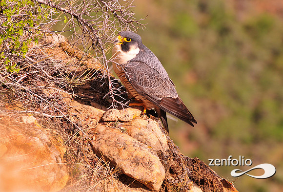 perrigrine falcon,angels landing.