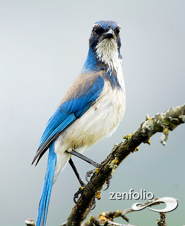 scrub jay