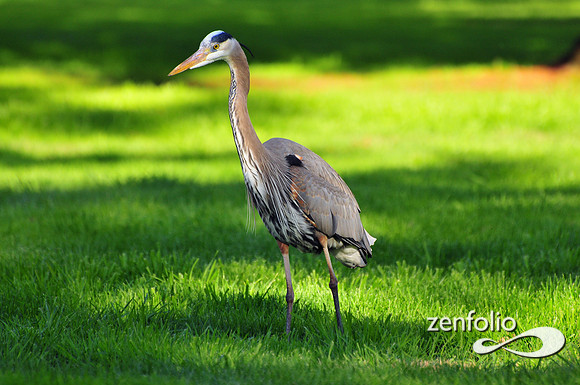 heron