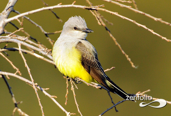 kingbird
