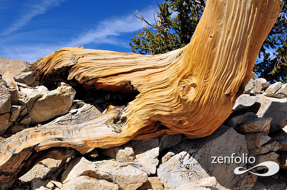bristlecone pine