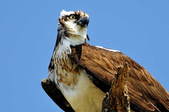 osprey