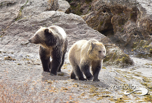 grizzly bears (4)