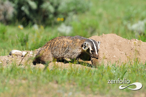 badger.