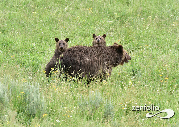 grizzly with cubs (1)