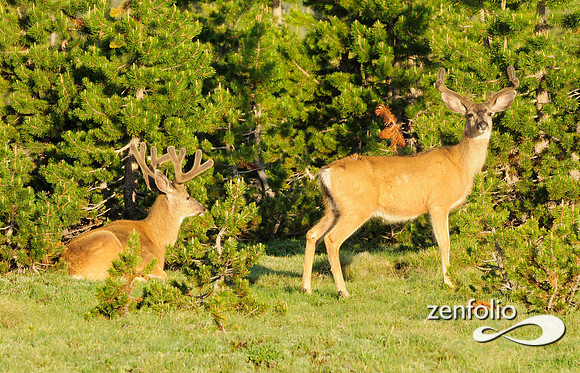 mule deer.