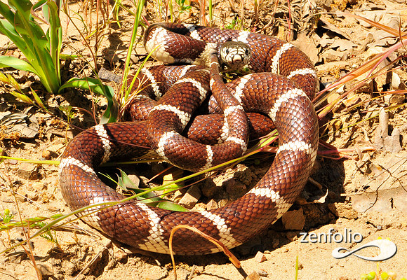 snake
