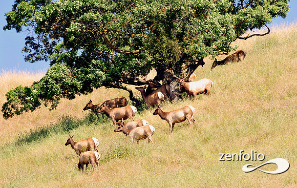 elk