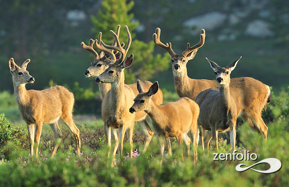 mule deer