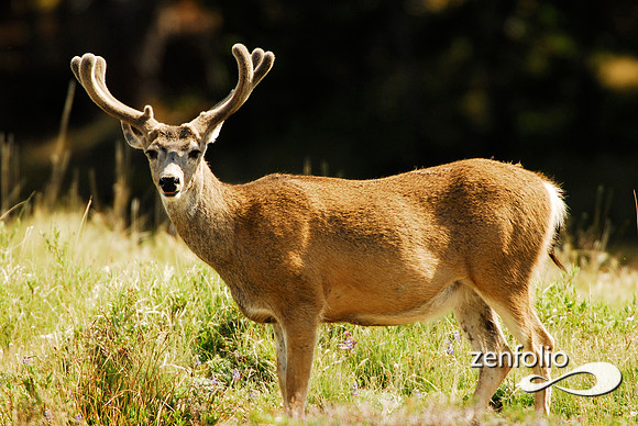 tuolumne mule deer,july 2007