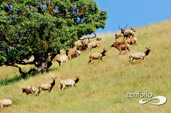 elk