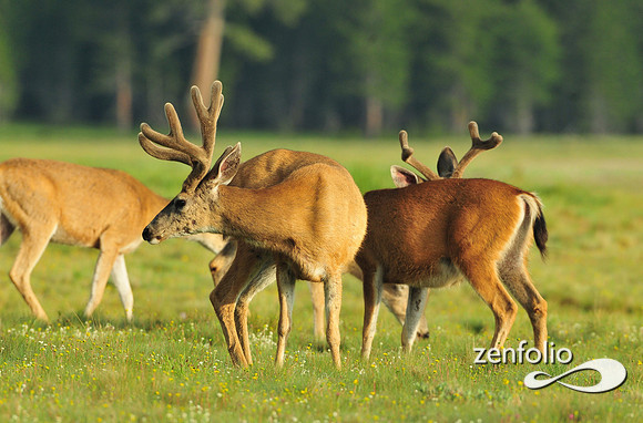 mule deer