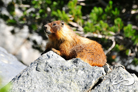 marmot.