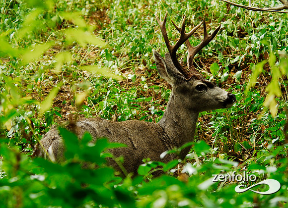 blacktail buck