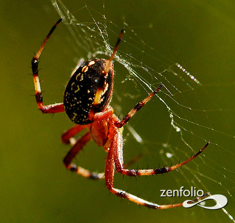 garden spider