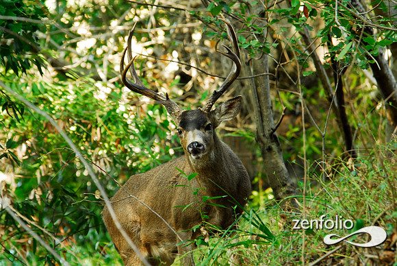 blacktail buck