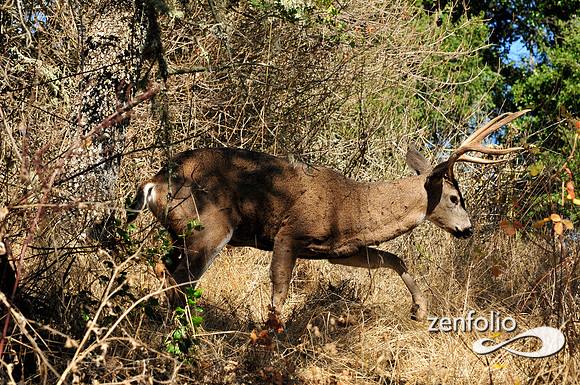 buck