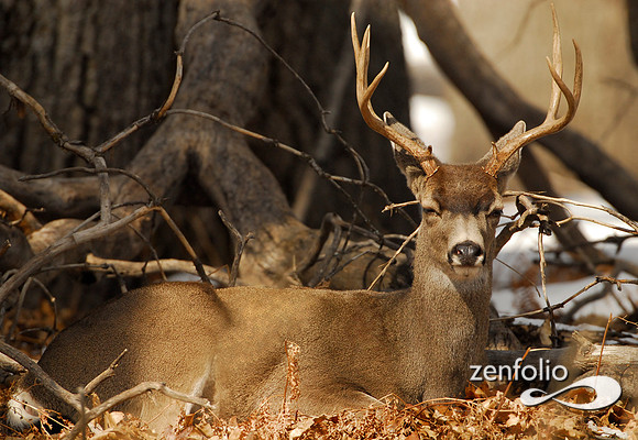 deer