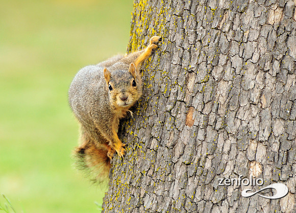 squirrel