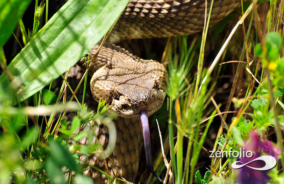 snake