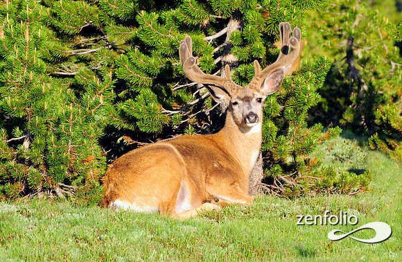 mule deer.