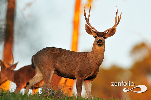 buck