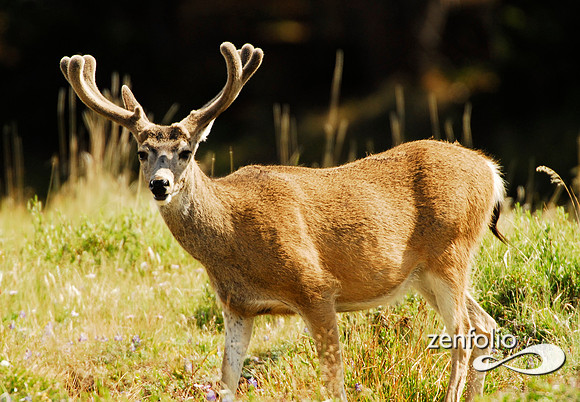 tuolumne mule deer